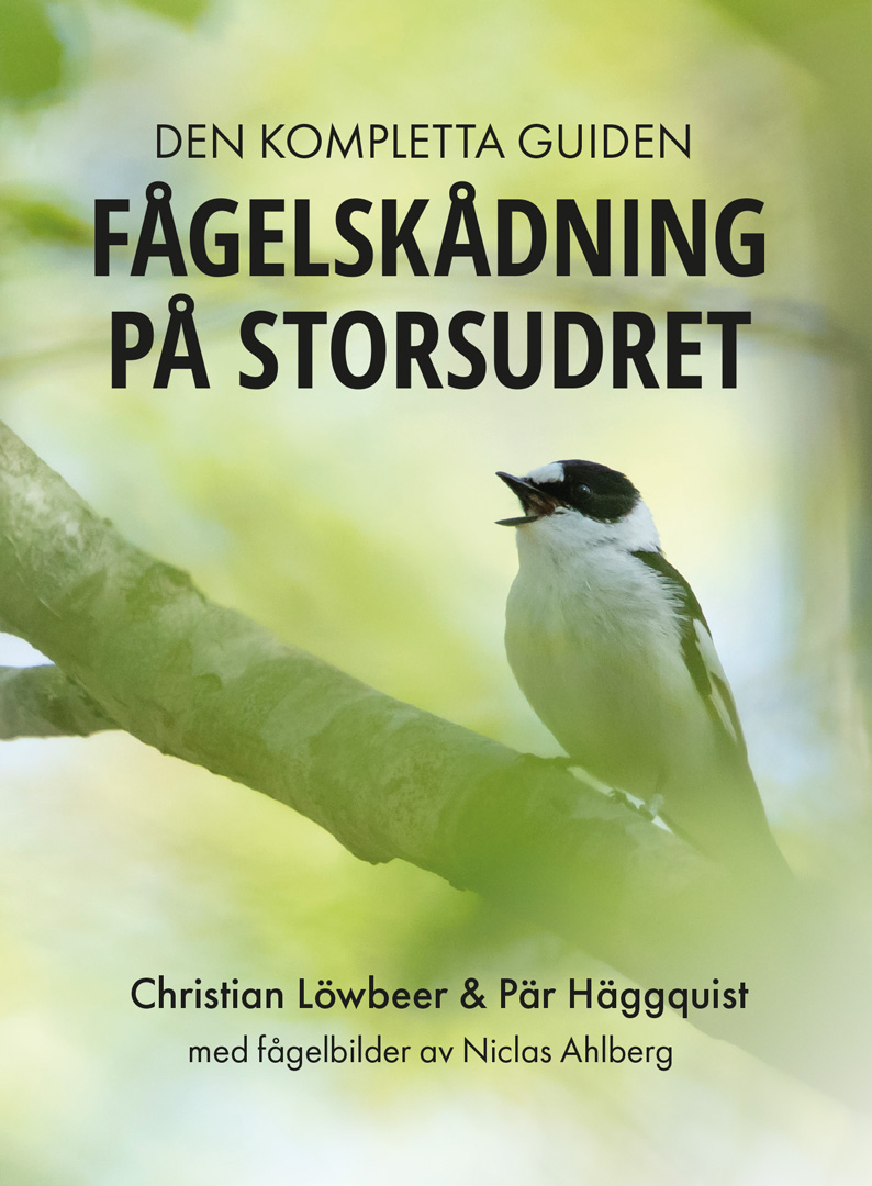 Fågelskådning på Storsudret