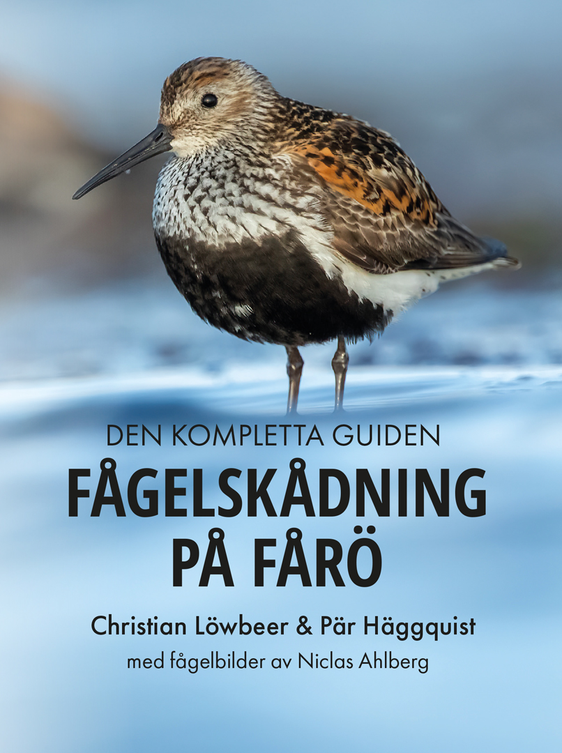 Fågelskådning på Fårö